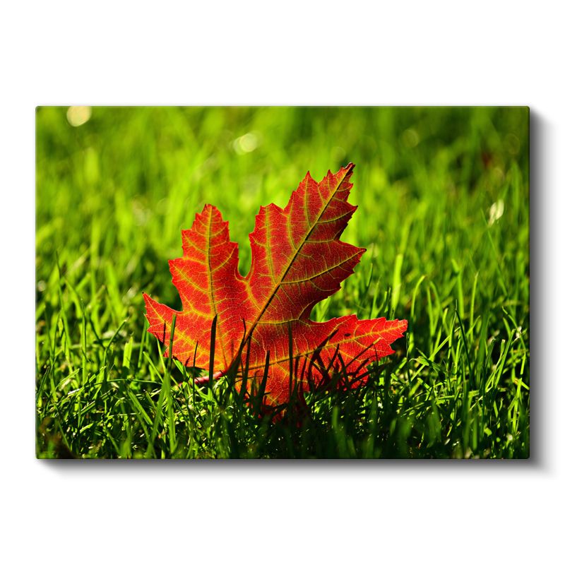 Sonbahar Yaprağı - Çimen Üzerinde Kızıl Detaylar Kanvas Tablo