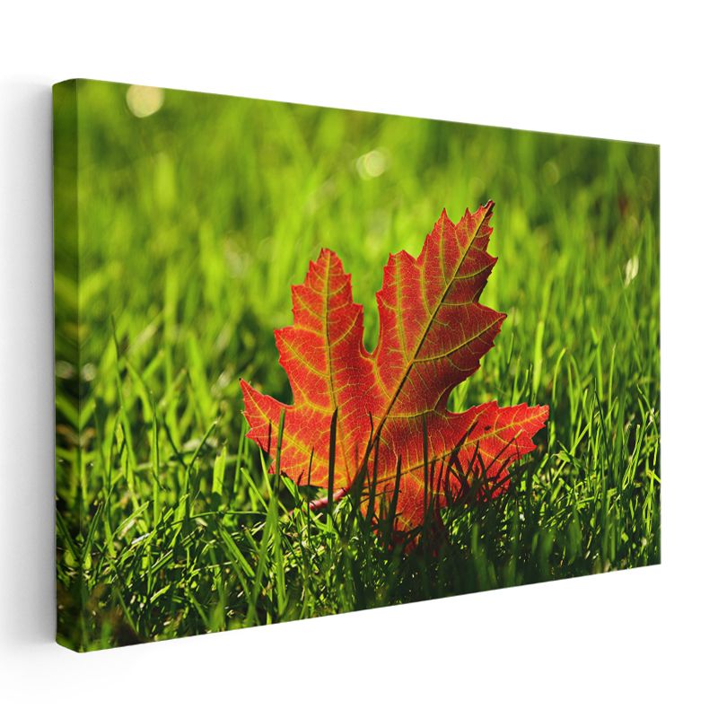 Sonbahar Yaprağı - Çimen Üzerinde Kızıl Detaylar Kanvas Tablo