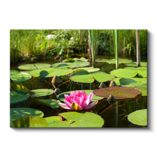 Pembe Nilüfer - Yeşil Yapraklar Arasında Göl Çiçeği Kanvas Tablo