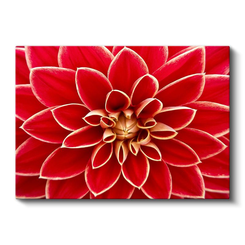 Kırmızı Yıldız Çiçeği - Geometrik Detaylı Makro Çekim Kanvas Tablo