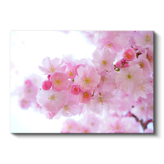 Japon Kiraz Çiçekleri - Işıltılı Pembe Bahar Dalları Kanvas Tablo