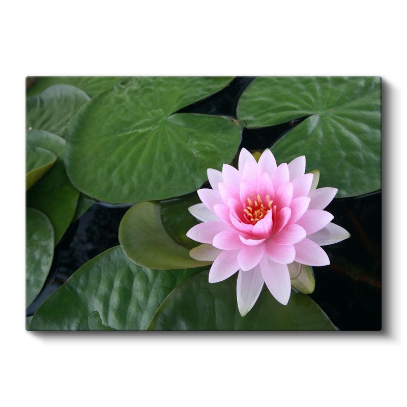 Pembe Nilüfer - Geniş Yapraklar Üzerinde Su Çiçeği Kanvas Tablo