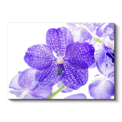 Mor Orkide - Egzotik Desenli Nadir Çiçek Kanvas Tablo