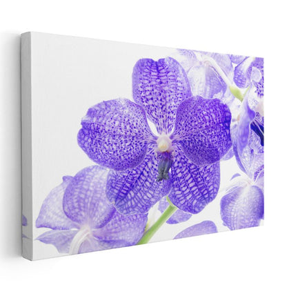 Mor Orkide - Egzotik Desenli Nadir Çiçek Kanvas Tablo