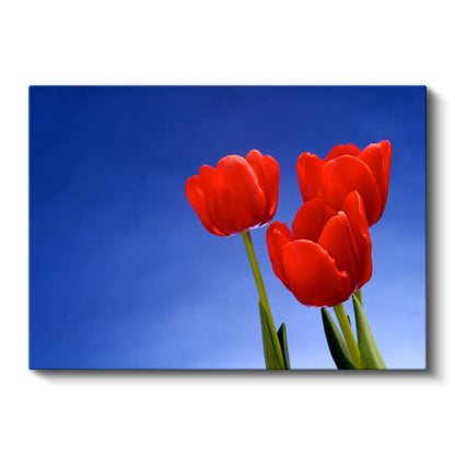 Kırmızı Laleler - Mavi Gökyüzü Altında Bahar Çiçekleri Kanvas Tablo