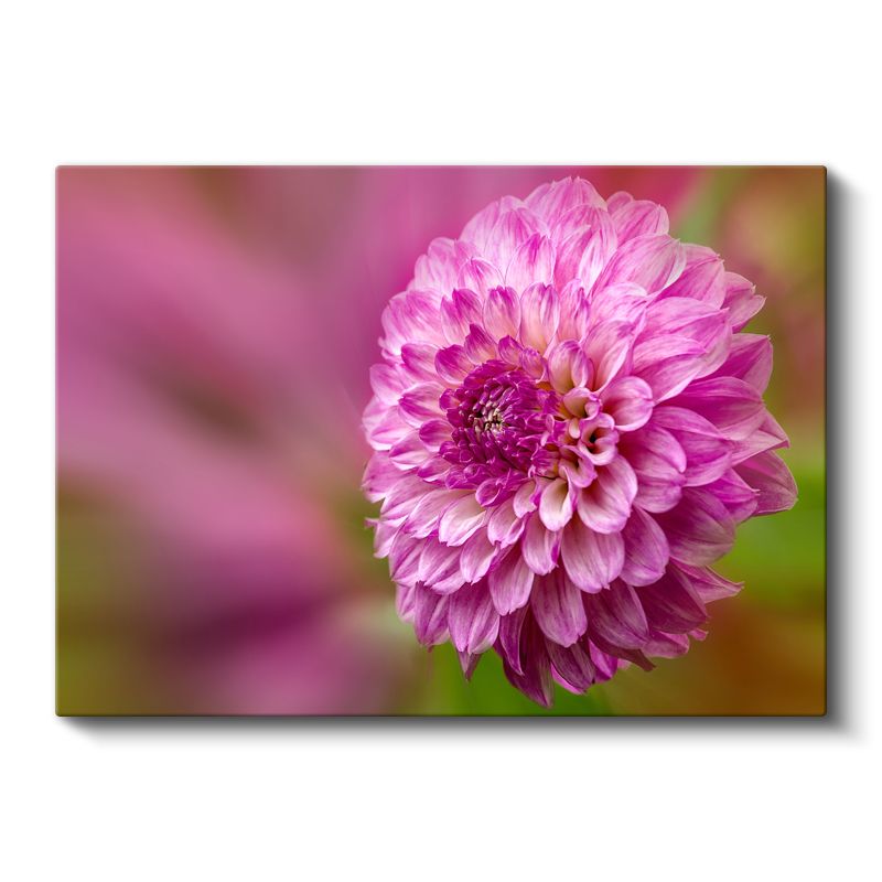 Pembe Yıldız Çiçeği - Detaylı Çiçek Portresi Kanvas Tablo