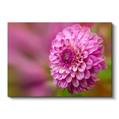 Pembe Yıldız Çiçeği - Detaylı Çiçek Portresi Kanvas Tablo