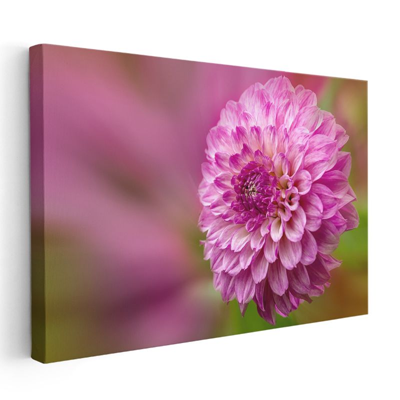 Pembe Yıldız Çiçeği - Detaylı Çiçek Portresi Kanvas Tablo