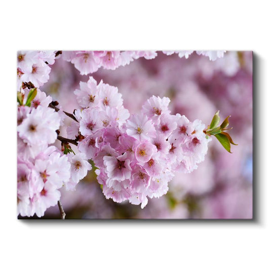 Pembe Su Zambakları - Yeşil Yapraklar Arasında İkili Nilüfer Kanvas Tablo