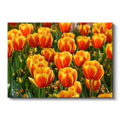 Nilüfer ve Balıklar - Japon Tarzı Havuz Kompozisyonu Kanvas Tablo