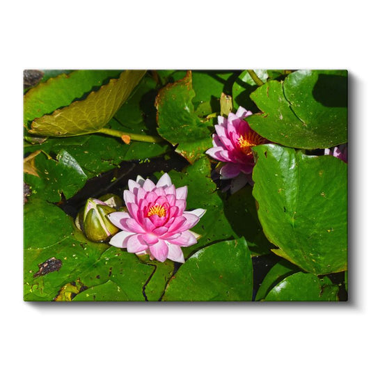 Turuncu Laleler - Canlı Renkli Çiçek Tarlası Kanvas Tablo