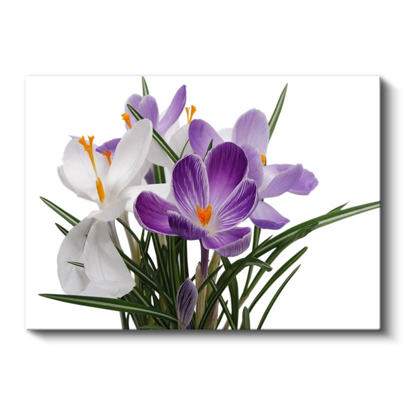 Mor Krokus - Beyaz Çiçeklerle Zarif Kontrast Kanvas Tablo