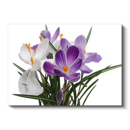 Mor Krokus - Beyaz Çiçeklerle Zarif Kontrast Kanvas Tablo