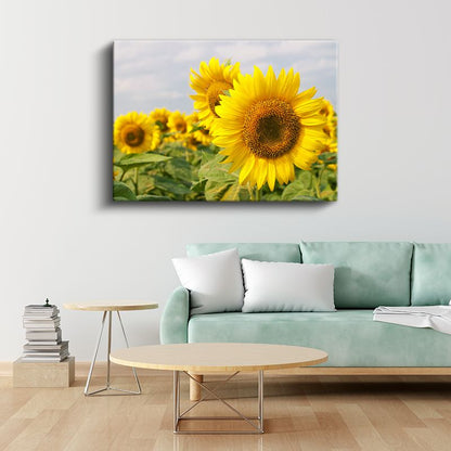 Ayçiçeği Tarlası - Mavi Gökyüzü Altında Güneş Çiçekleri Kanvas Tablo