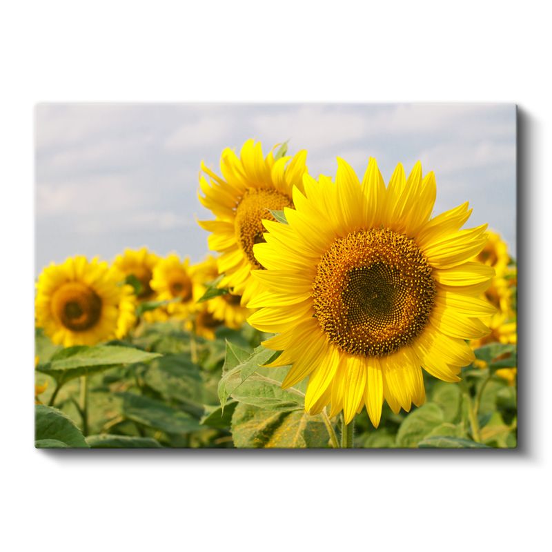 Ayçiçeği Tarlası - Mavi Gökyüzü Altında Güneş Çiçekleri Kanvas Tablo