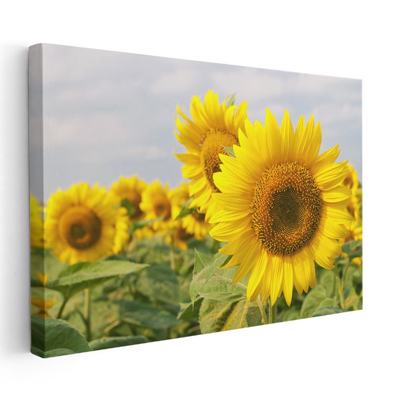 Ayçiçeği Tarlası - Mavi Gökyüzü Altında Güneş Çiçekleri Kanvas Tablo