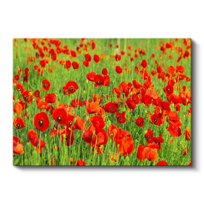 Gelincik Tarlası - Canlı Kırmızı Çiçek Denizi Kanvas Tablo