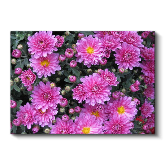 Pembe Kasımpatı - Çiçek Bahçesi Detayı Kanvas Tablo