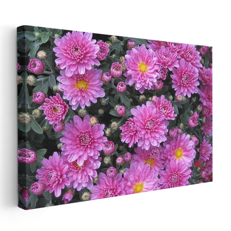 Pembe Kasımpatı - Çiçek Bahçesi Detayı Kanvas Tablo