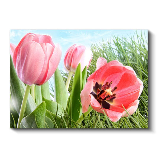 Pembe Laleler - Bahar Çayırında Taze Çiçekler Kanvas Tablo