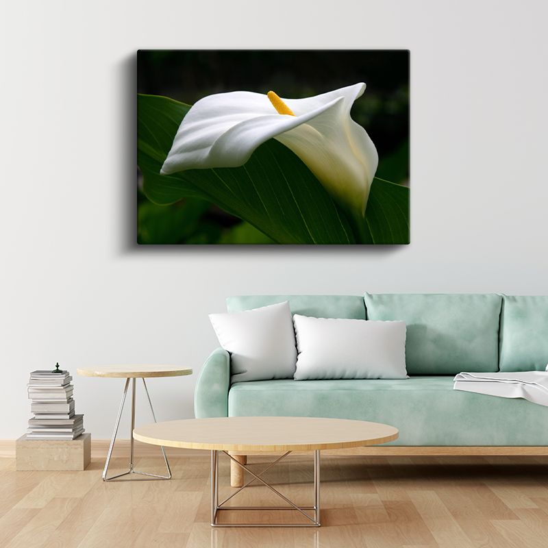 Beyaz Kalla - Zarif Çiçek Portresi Kanvas Tablo