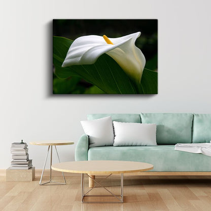 Beyaz Kalla - Zarif Çiçek Portresi Kanvas Tablo