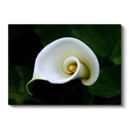 Beyaz Kalla - Minimalist Spiral Form Kanvas Tablo