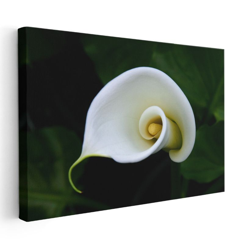 Beyaz Kalla - Minimalist Spiral Form Kanvas Tablo