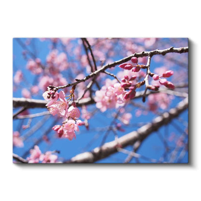 Kiraz Çiçeği - Siyah Taşlar Üzerinde Zen Aranjmanı Kanvas Tablo