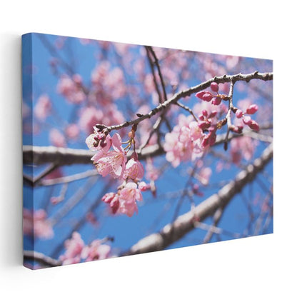 Kiraz Çiçeği - Siyah Taşlar Üzerinde Zen Aranjmanı Kanvas Tablo