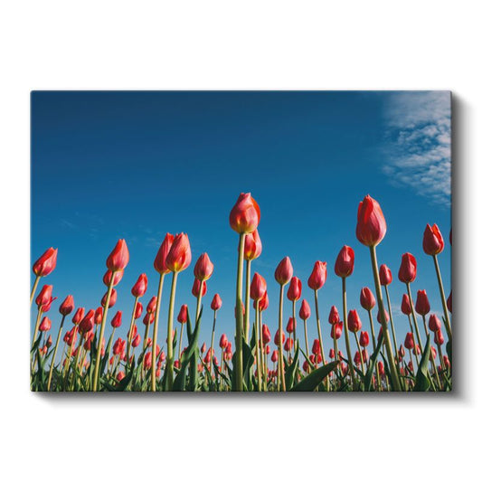 Beyaz Orkideler - Siyah Taşlar Üzerinde Spa Konsepti Kanvas Tablo