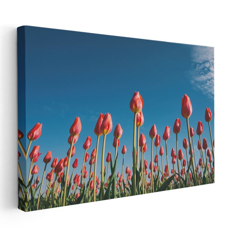 Beyaz Orkideler - Siyah Taşlar Üzerinde Spa Konsepti Kanvas Tablo