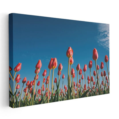 Beyaz Orkideler - Siyah Taşlar Üzerinde Spa Konsepti Kanvas Tablo