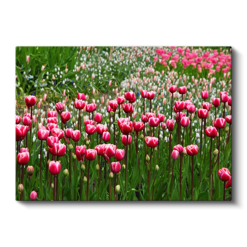 Pembe Laleler - Bahar Bahçesi Manzarası Kanvas Tablo