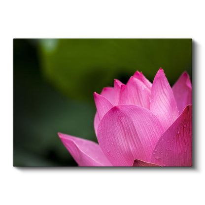 Pembe Lotus - Makro Çekim Çiçek Detayı Kanvas Tablo