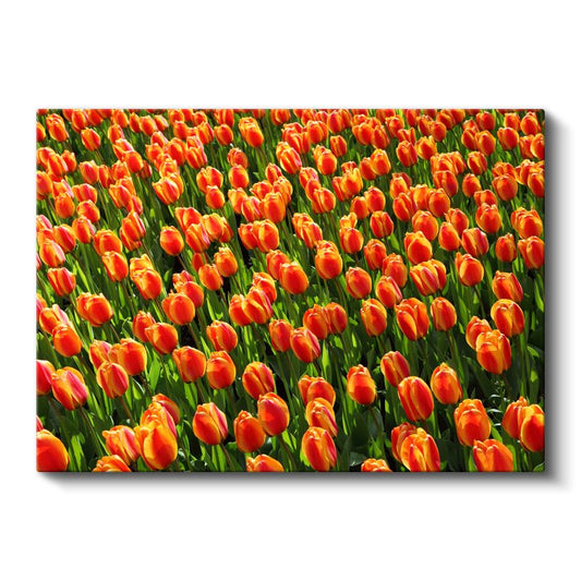 Turuncu Laleler - Güneş Işığında Parlayan Çiçek Tarlası Kanvas Tablo
