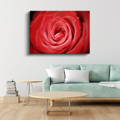 Kırmızı Gül - Makro Çekim Çiçek Portresi Kanvas Tablo