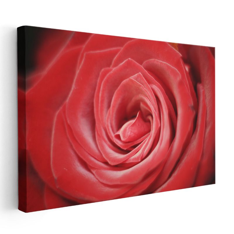 Kırmızı Gül - Makro Çekim Çiçek Portresi Kanvas Tablo