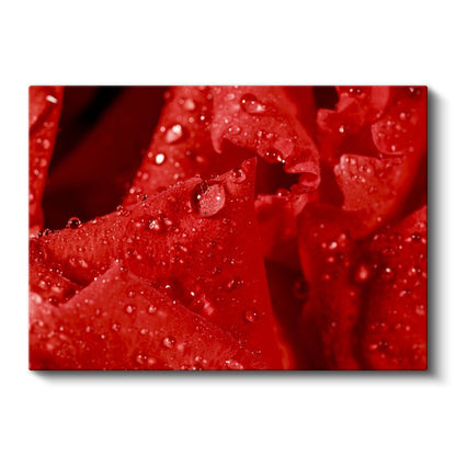 Kırmızı Gül - Çiy Damlacıklı Detay Kanvas Tablo