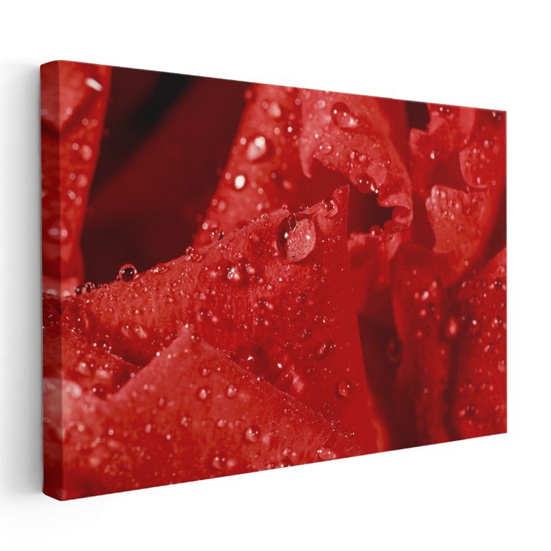 Kırmızı Gül - Çiy Damlacıklı Detay Kanvas Tablo