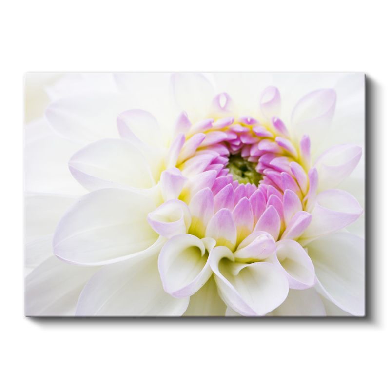 Beyaz Yıldız Çiçeği - Pembe Merkezli Zarif Detay Kanvas Tablo