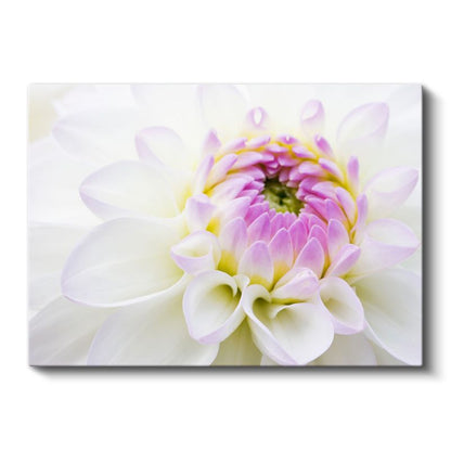 Beyaz Yıldız Çiçeği - Pembe Merkezli Zarif Detay Kanvas Tablo