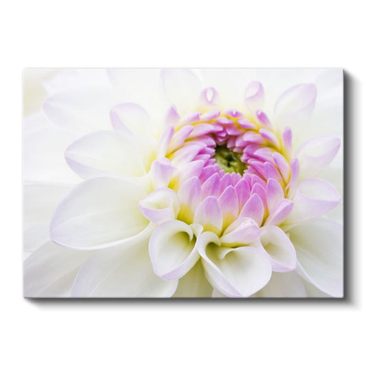 Beyaz Yıldız Çiçeği - Pembe Merkezli Zarif Detay Kanvas Tablo