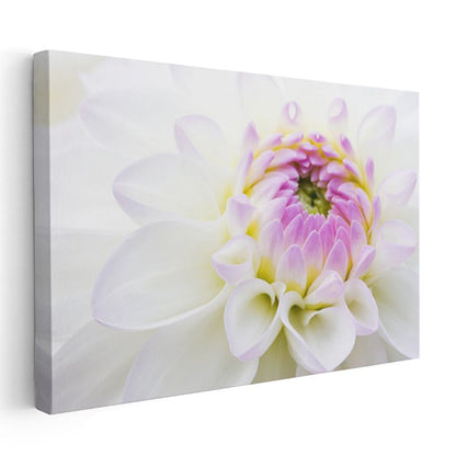 Beyaz Yıldız Çiçeği - Pembe Merkezli Zarif Detay Kanvas Tablo