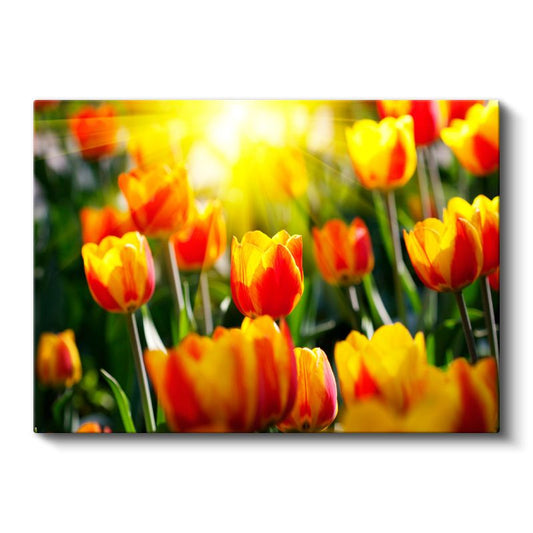 Turuncu Laleler - Güneş Işığında Parlayan Çiçekler Kanvas Tablo