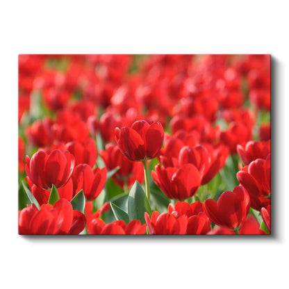 Kırmızı Laleler - Canlı Renkli Çiçek Tarlası Kanvas Tablo