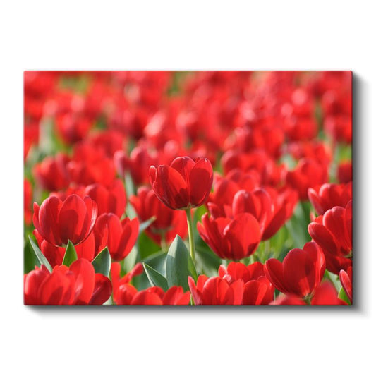 Kırmızı Laleler - Canlı Renkli Çiçek Tarlası Kanvas Tablo