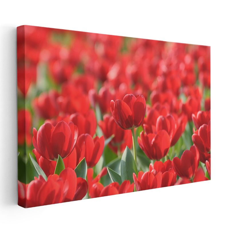 Kırmızı Laleler - Canlı Renkli Çiçek Tarlası Kanvas Tablo