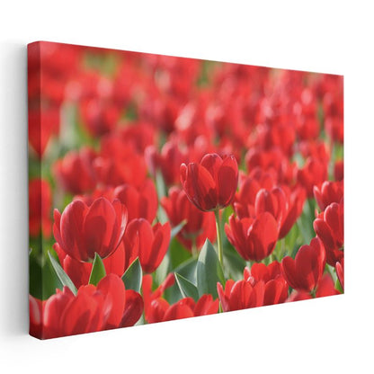 Kırmızı Laleler - Canlı Renkli Çiçek Tarlası Kanvas Tablo