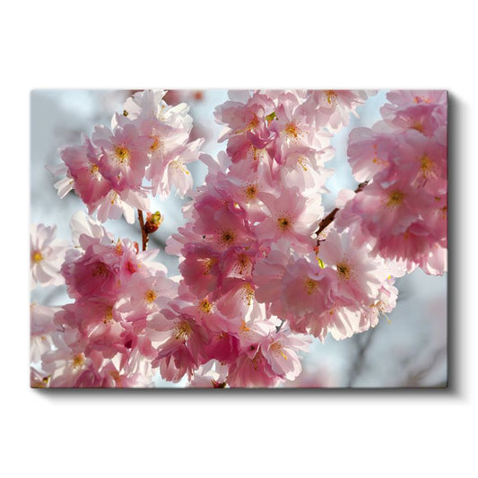 Kiraz Çiçekleri - Bahar Dalında Yoğun Çiçekler Kanvas Tablo